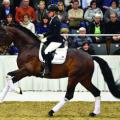 Furst William - 4yo World Young Horse Champion